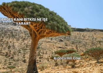 Kardeş Kanı Bitkisi Ne İşe Yarar?
