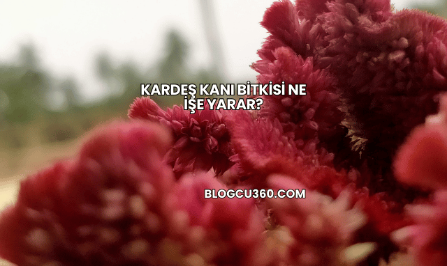 Kardeş Kanı Bitkisi Ne İşe Yarar?