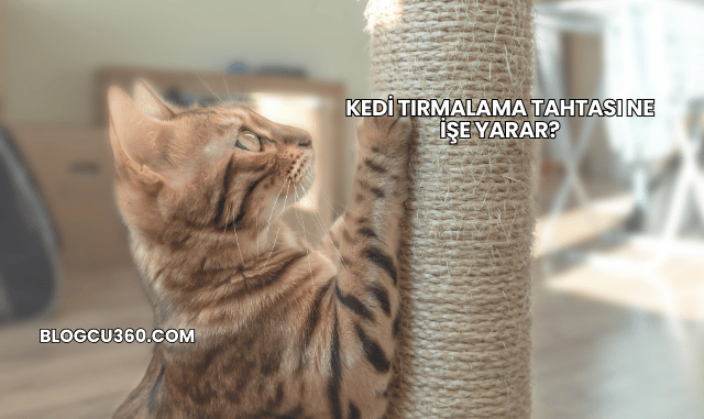 Kedi Tırmalama Tahtası Ne İşe Yarar?