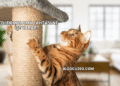 Kedi Tırmalama Tahtası Ne İşe Yarar?
