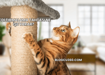 Kedi Tırmalama Tahtası Ne İşe Yarar?