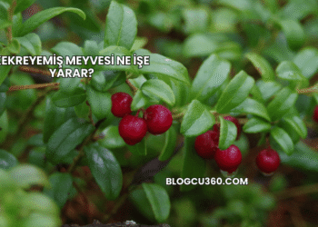 Kekreyemiş Meyvesi Ne İşe Yarar?