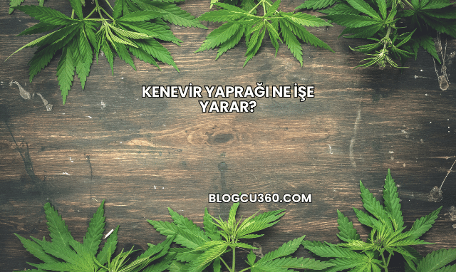 Kenevir Yaprağı Ne İşe Yarar?