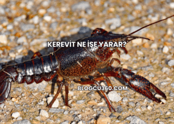 Kerevit Ne İşe Yarar?