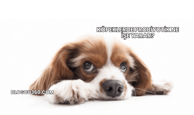 Köpeklerde Probiyotik Ne İşe Yarar?