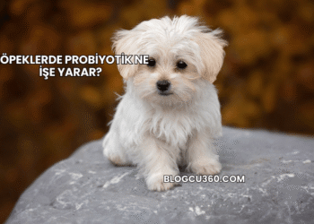 Köpeklerde Probiyotik Ne İşe Yarar?