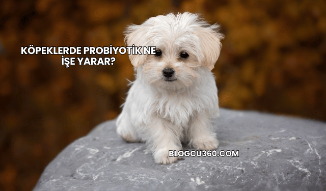 Köpeklerde Probiyotik Ne İşe Yarar?