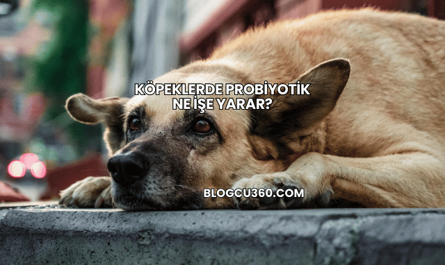 Köpeklerde Probiyotik Ne İşe Yarar?