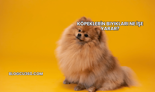 Köpeklerin Bıyıkları Ne İşe Yarar?