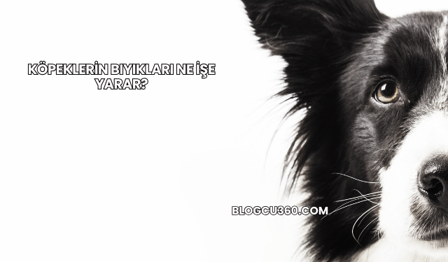 Köpeklerin Bıyıkları Ne İşe Yarar?