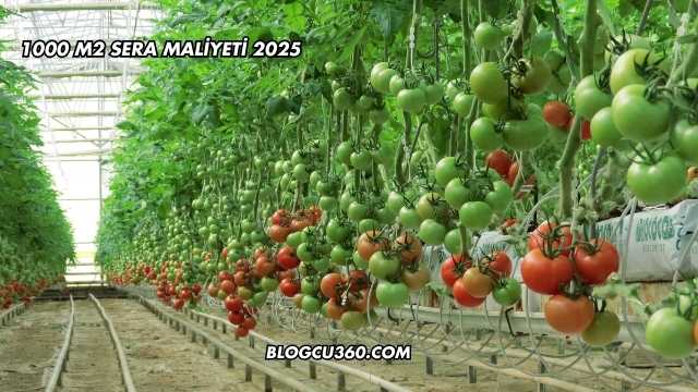 1000 m2 Sera Maliyeti 2025