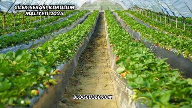 Çilek Serası Kurulum Maliyeti 2025