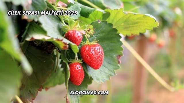 Çilek Serası Maliyeti 2025