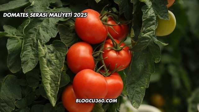 Domates Serası Maliyeti 2025
