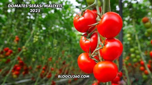 Domates Serası Maliyeti 2025