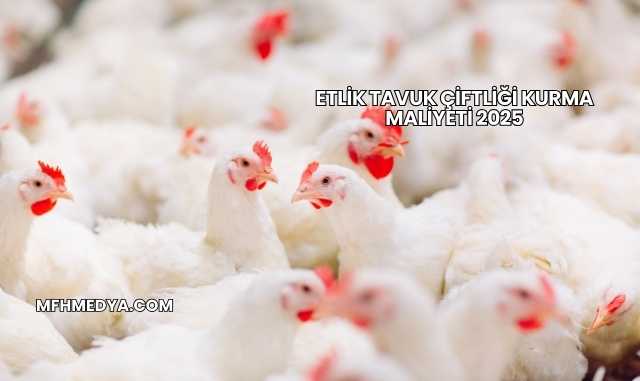 Etlik Tavuk Çiftliği Kurma Maliyeti 2025