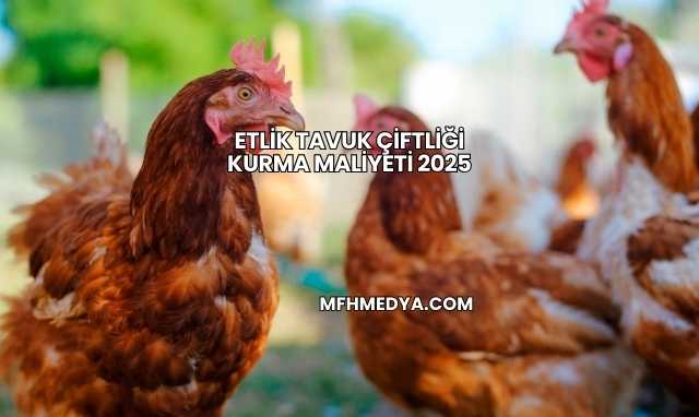 Etlik Tavuk Çiftliği Kurma Maliyeti 2025