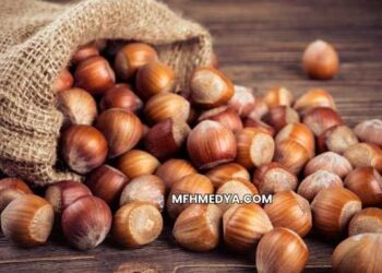 Fındık İşleme Tesisi Maliyeti 2025