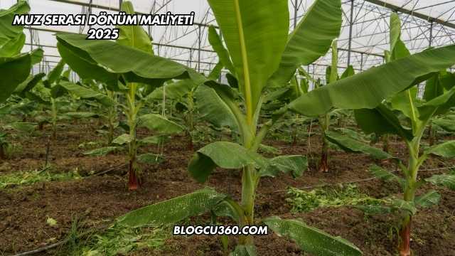 Muz Serası Dönüm Maliyeti 2025
