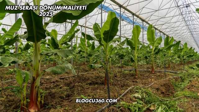Muz Serası Dönüm Maliyeti 2025