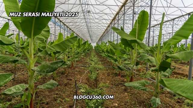 Muz Serası Maliyeti 2025