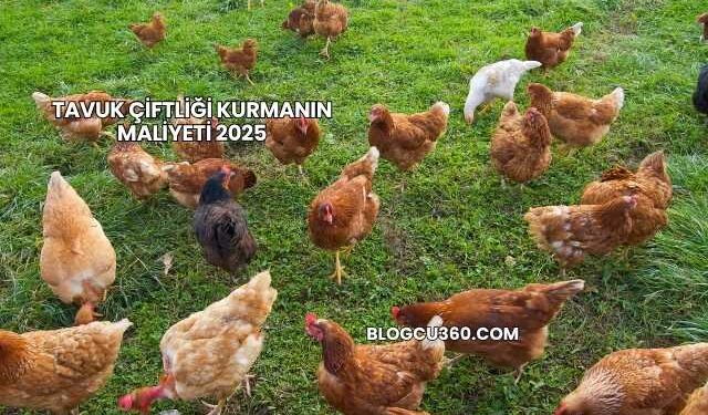 Tavuk Çiftliği Kurmanın Maliyeti 2025