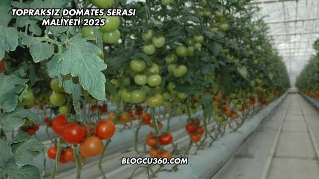 Topraksız Domates Serası Maliyeti 2025