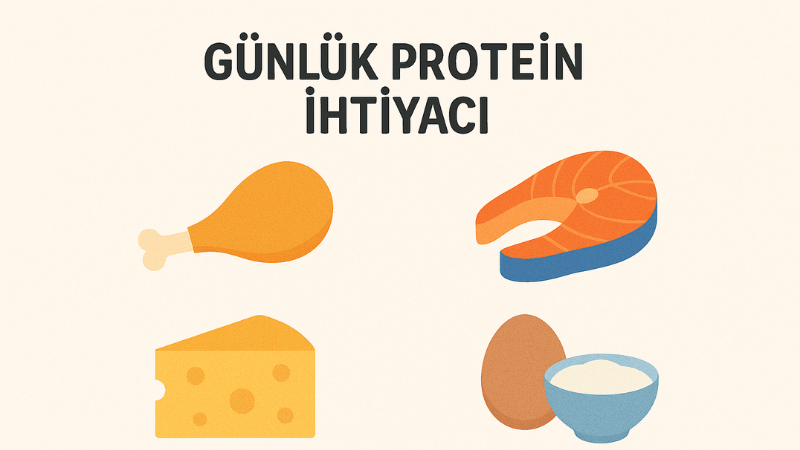 Günlük Protein İhtiyacı Hesaplama