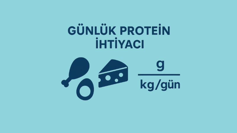 Günlük Protein İhtiyacı Hesaplama